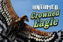 Untamed Crowned Eagle