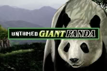Untamed Giant Panda