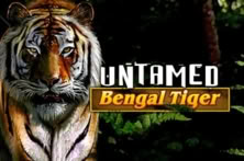 Untamed Bengal Tiger