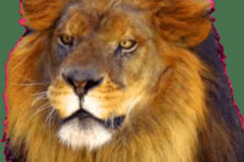 King of the Pride