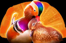 Power Prizes™ – Eternal Mandarin Ducks™