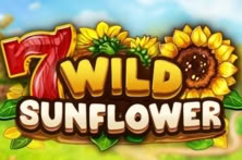 Wild Sunflower