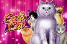 Cutie Cat