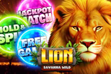 Lion - Savanna Wild