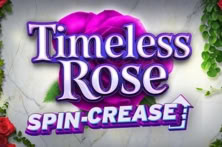 Timeless Rose