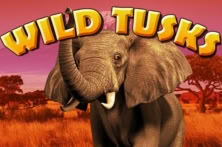 Wild Tusks