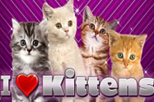I Love Kittens