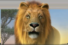 Africa Goes Wild