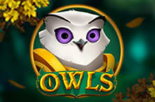 Owls