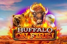 Buffalo on Fire!