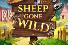 Sheep Gone Wild
