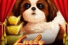 Lucky Shih Tzu