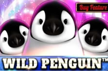 Wild Penguin