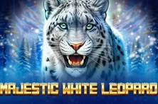 Majestic White Leopard