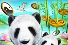 Wild Giant Panda