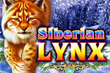 Siberian Lynx
