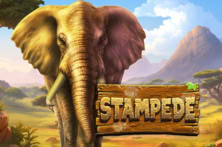 Stampede