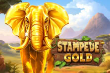 Stampede Gold