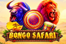 Bongo Safari