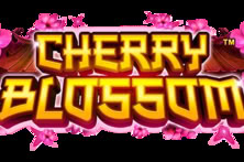 Cherry Blossom