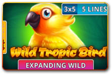 Wild Tropic Bird