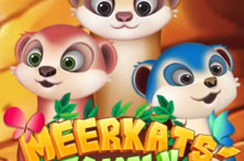 Meerkats Family