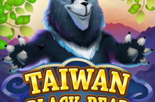 Taiwan Black Bear