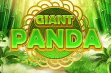Giant Panda