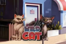 Wild Cat