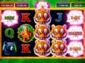 Tiger Jungle
