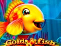 Gold Fish