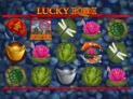 Lucky Koi