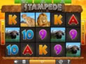 Stampede