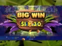 Jumbo Safari