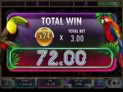 Flamingo Paradise